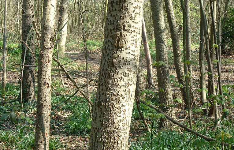 Grey Poplar